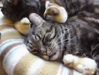 tumblr_mz7ab3WAvC1sped3xo1_400.gif