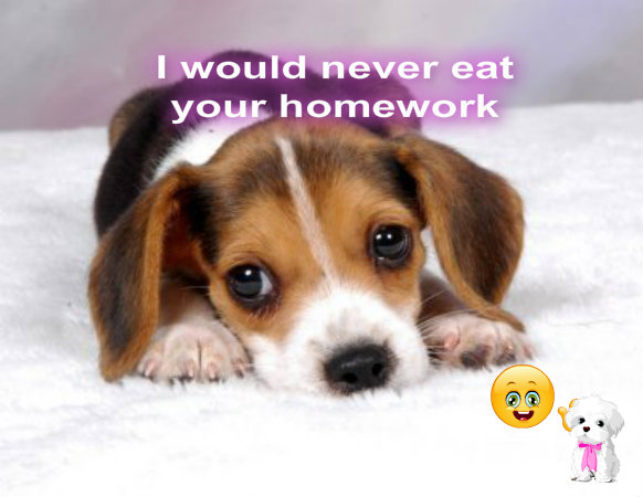 Cute-puppy-puppies-33637263-582-450.jpg