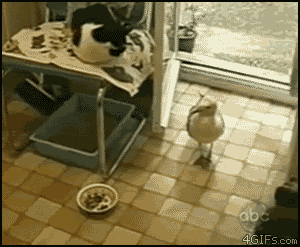 tumblr_mqod1cZrwx1s8mgkyo1_400.gif