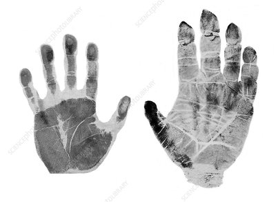 H2000410-Human_and_gorilla_handprint-SPL.jpg
