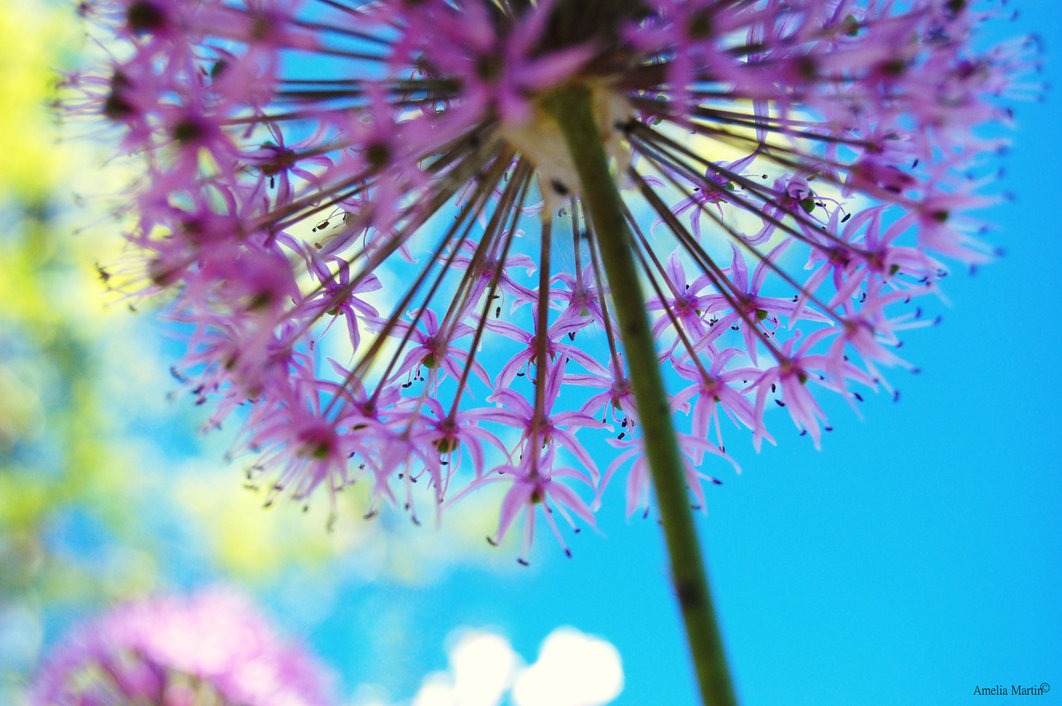 colorfulnature-17.jpg