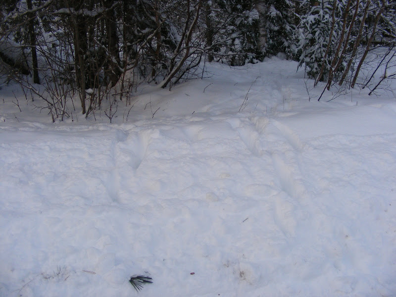 DSCF0215.JPG