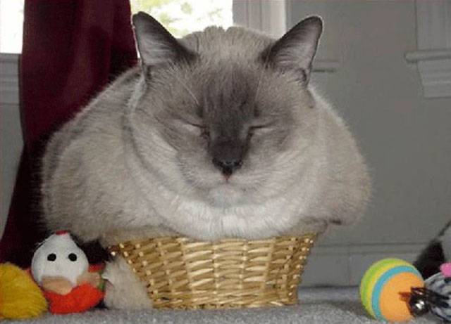 cats-sleeping-weird-places-tiny-basket.jpg