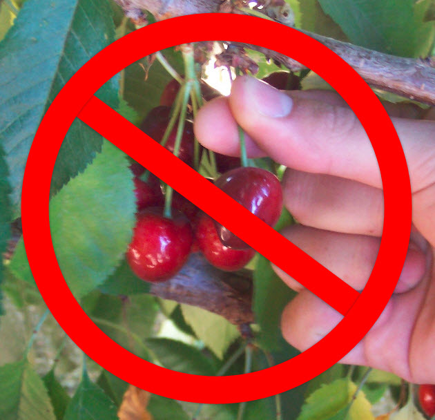 no_cherry_picking.jpg