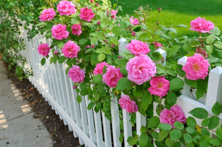 pink-flowers-on-picked-fence.jpg