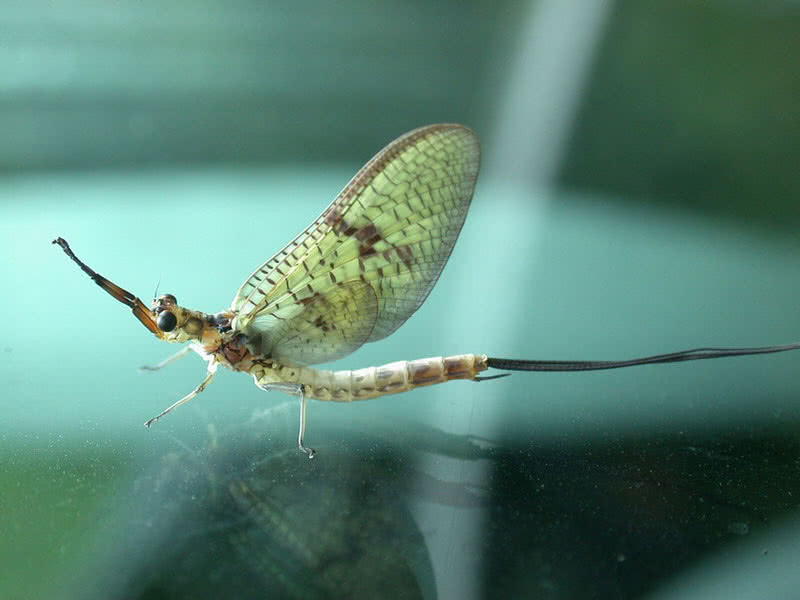 mayfly.jpg