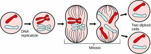 biologydictionary.net