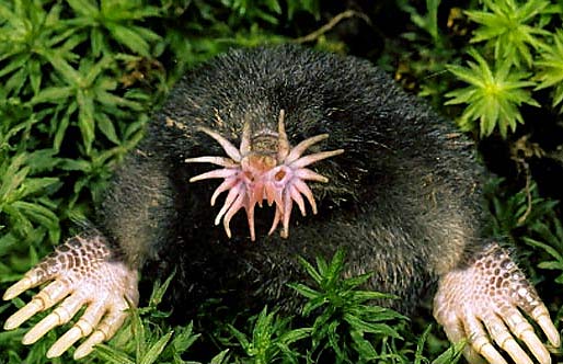 star-nosed-mole-tentacles.jpg