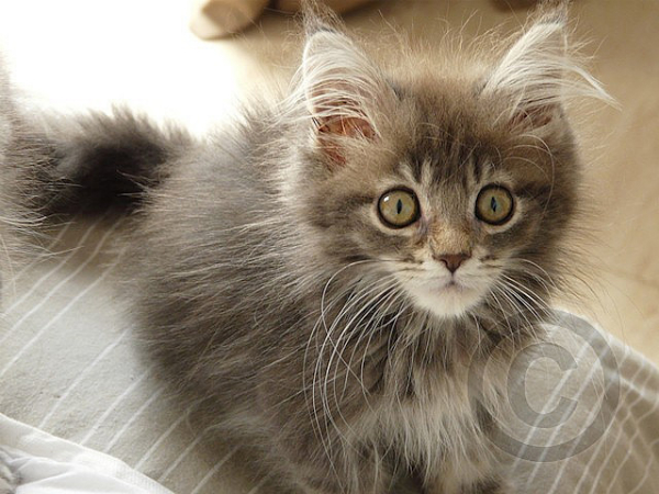 maine_coon_kitten.jpg