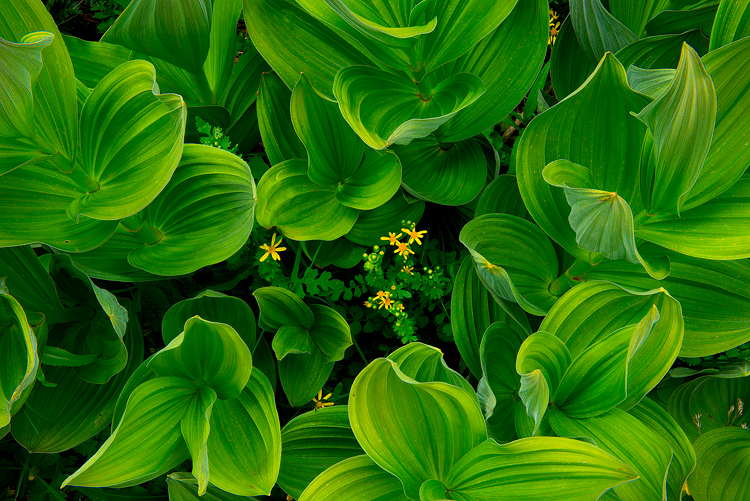 fleur_de_vert_by_colinhsillerud-d6f3tqs.jpg