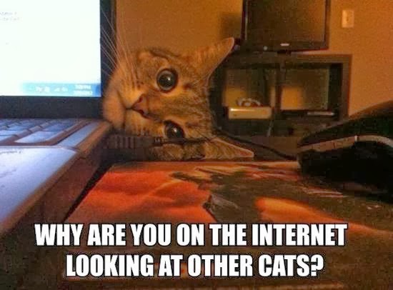 silly+cat+400.jpg