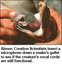 snakepic2.jpg