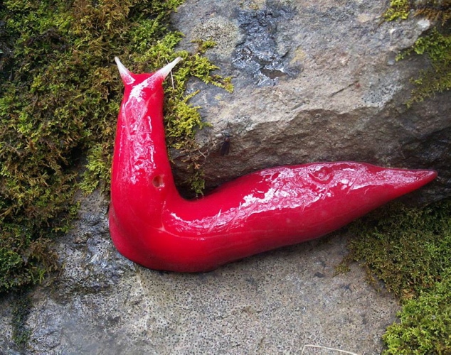giant-pink-slugs-australia.jpg