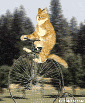 cat+on+bike.gif