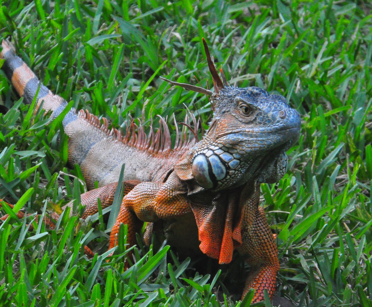 Enchanted-Forest-Park-Iguana.jpg