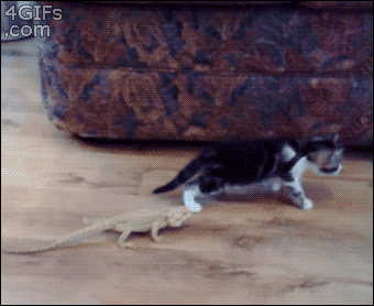 Cat-and-lizard.gif