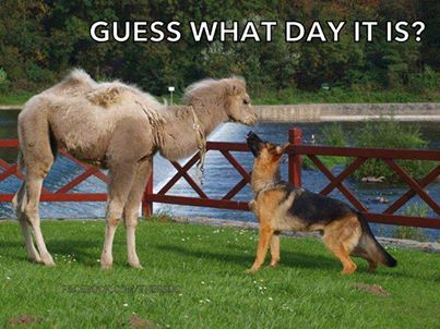 hump+day.jpg