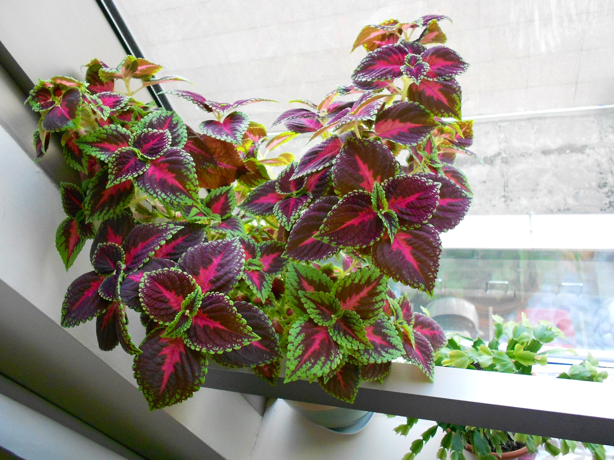 coleus.jpg
