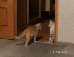 funny-gifs2.gif