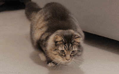kfAfV9j.gif