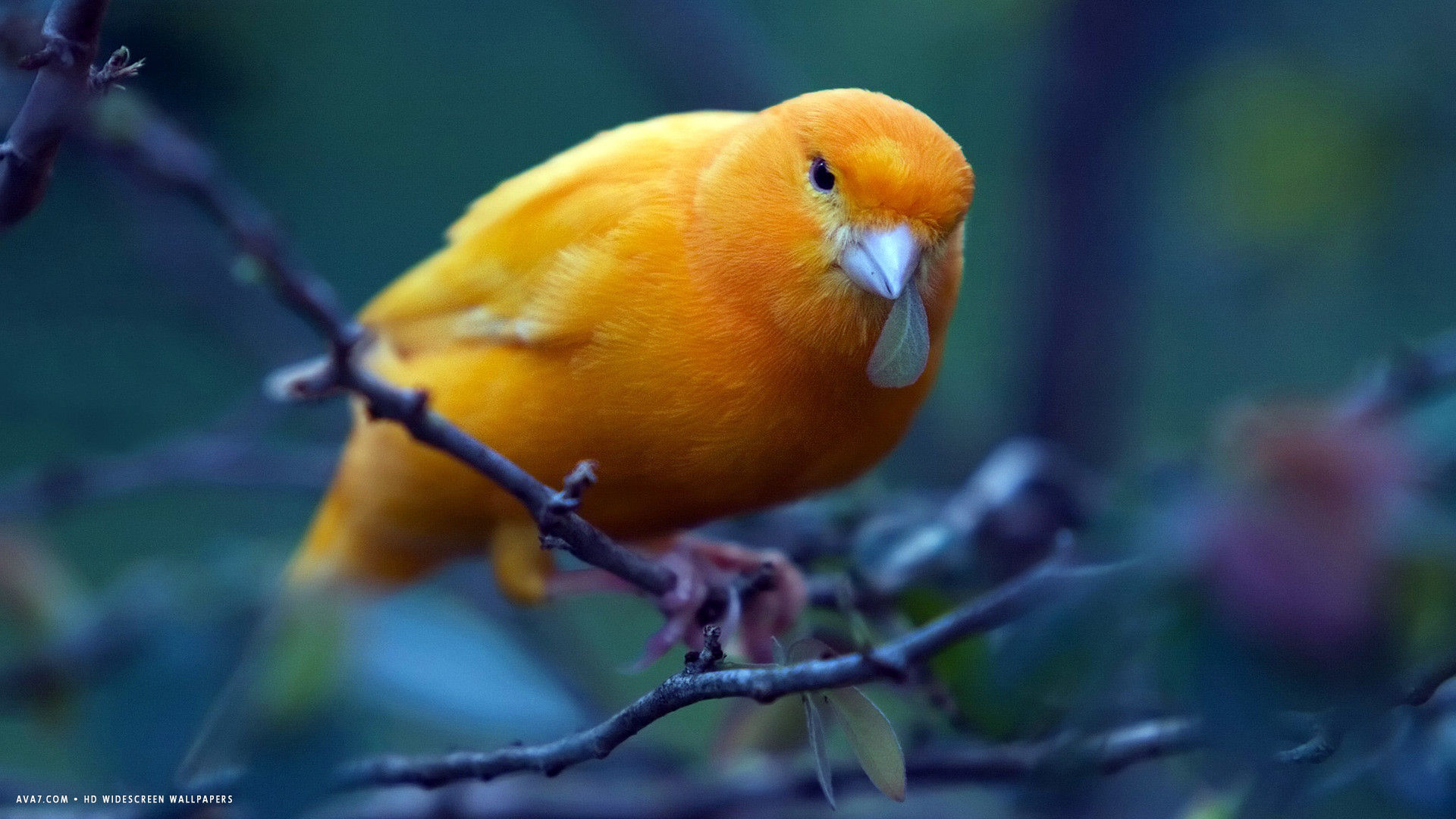 canary-orange-bird-sitting-tree.jpg