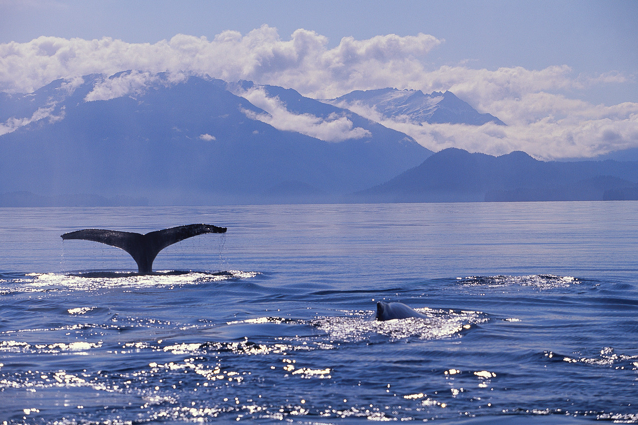 alaska-cruise1.jpg