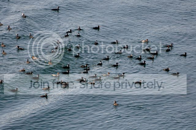 loons.jpg