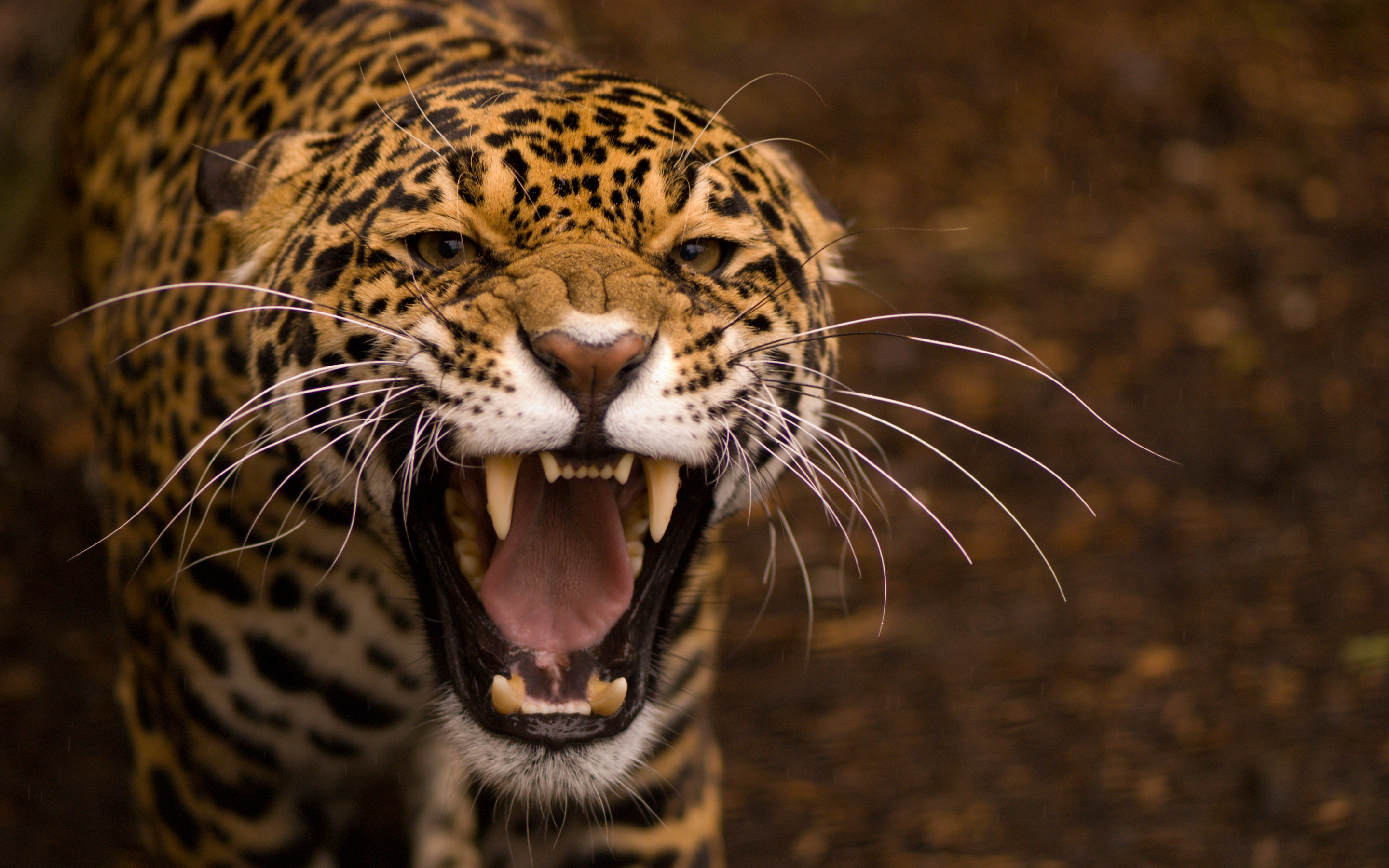 jaguar-wide.jpg