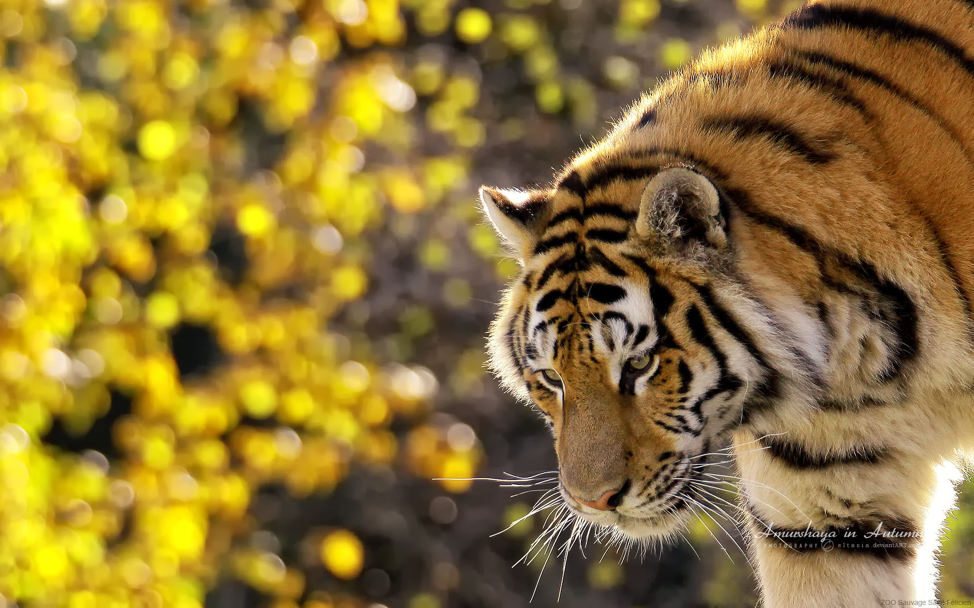beautiful_tiger-wide.jpg
