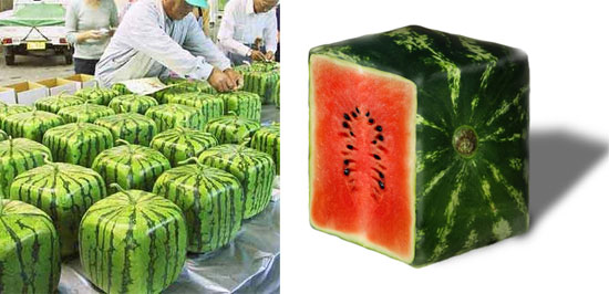 square-melon2.jpg