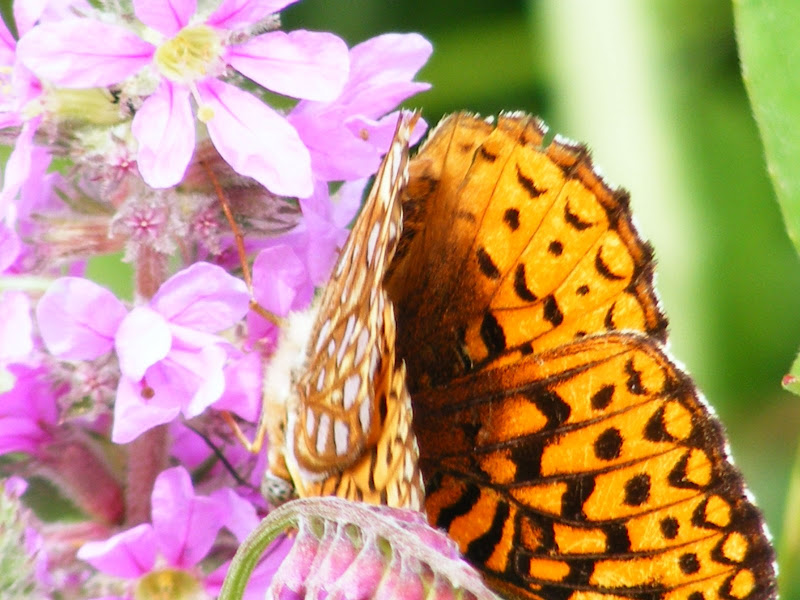DSCF8140.jpg