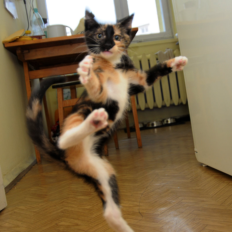 judo+cat.jpg