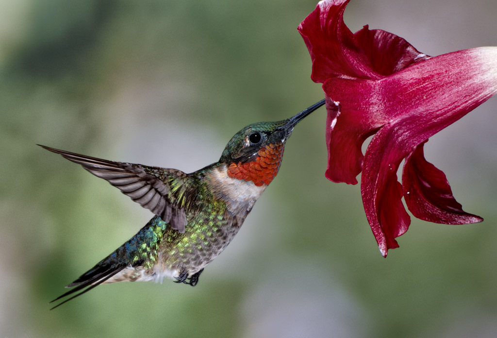 1d-rgb-9535-male-ruby-throated-10-copy1.jpg