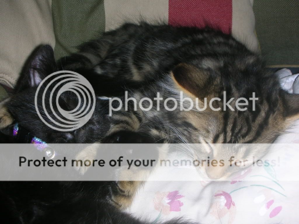 2005-07-03LeoandTiggercatnap.jpg