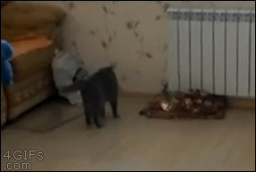 Cat-walks-salsa-dance.gif