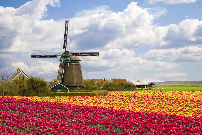 tulip.jpg