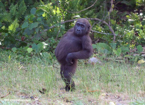 gabon_1743.JPG
