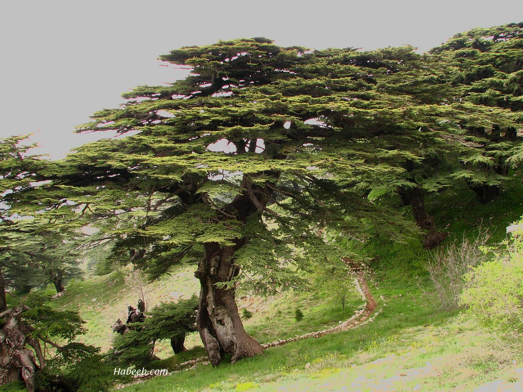 cedars_of_Lebanon_chouf_39579.jpg