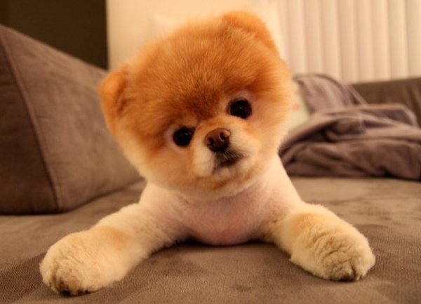boo-cute-cutest-dog-dog-Favim.com-358959.jpg