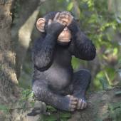 moneky_blind.jpg