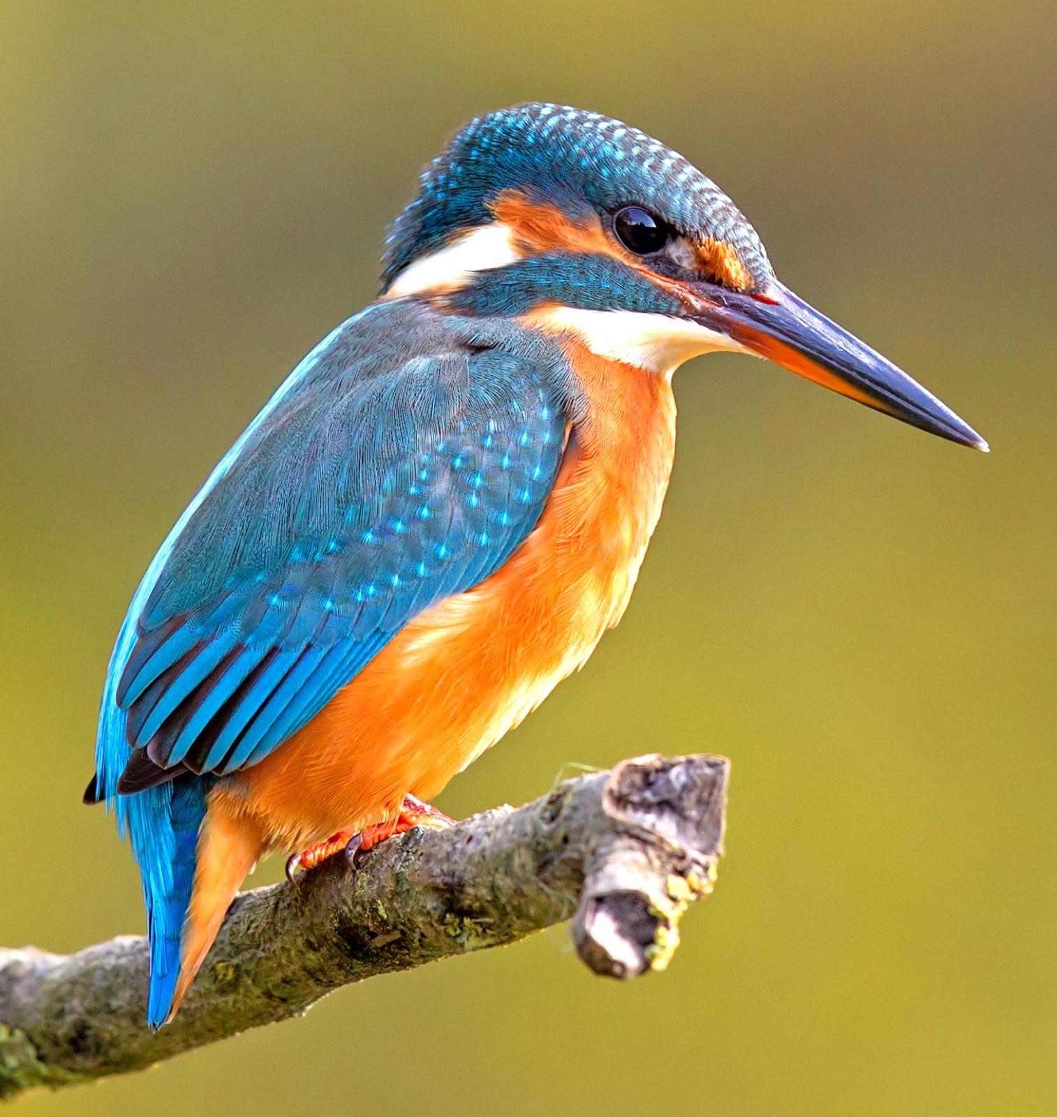 Kingfisher.jpg