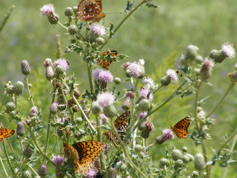 DSCF8173.jpg