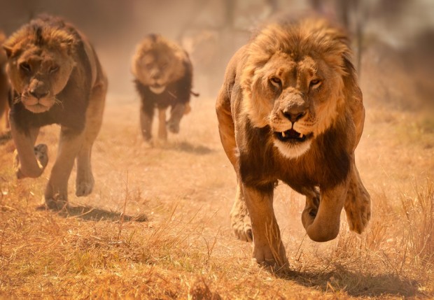 lions-charging-e1380668749128.jpg