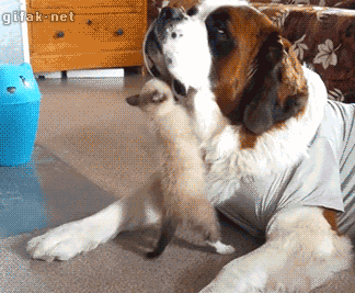 tumblr_nrcnl3oTIr1qat5pio1_400.gif