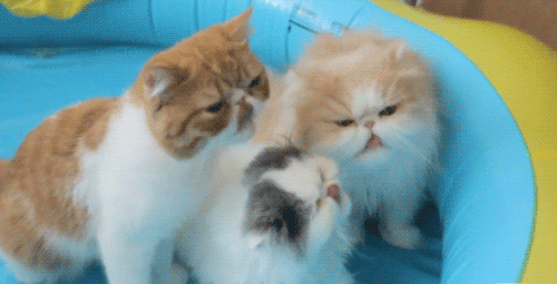 giphy.gif