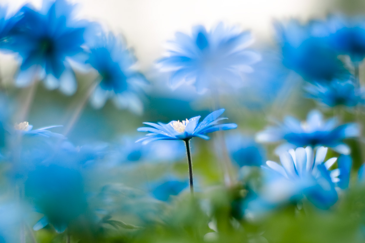 Many-Flowers-beautiful-nature-22639519-1240-827.jpg