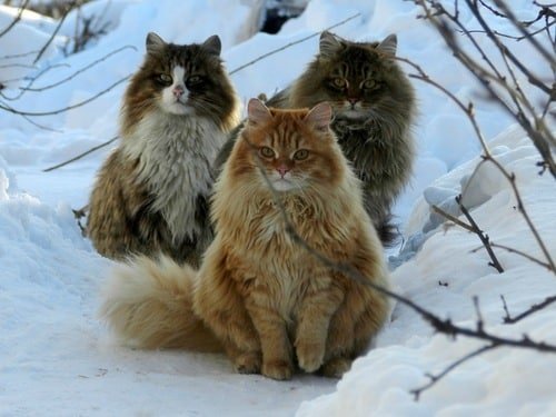 norwegianforestcat9.jpg