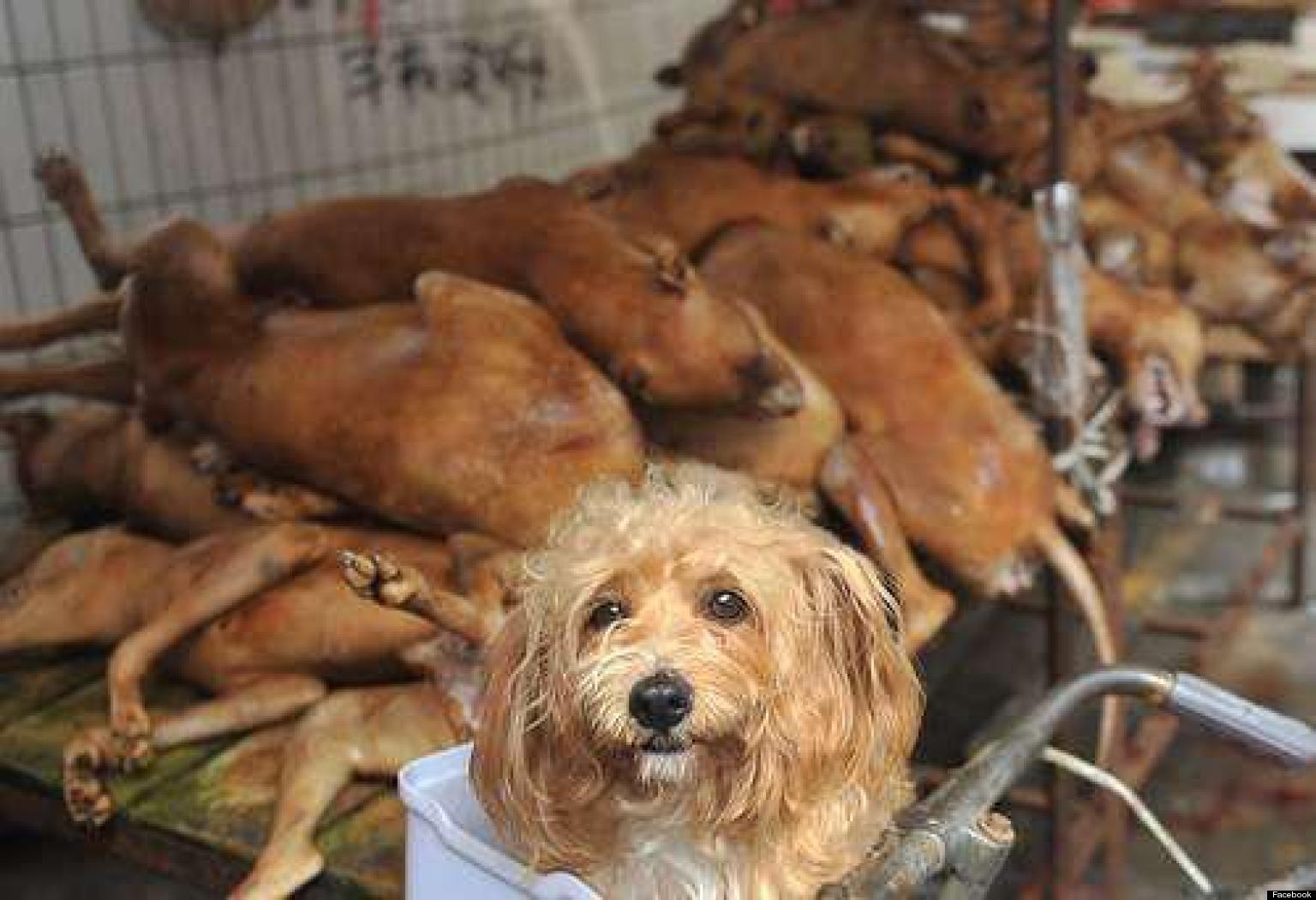 o-DOG-MEAT-FESTIVAL-CHINA-facebook.jpg
