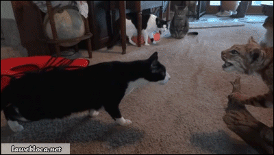 tumblr_n674sfxjZR1s02vreo1_400.gif