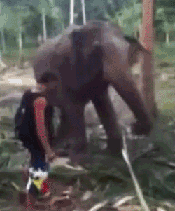 tumblr_n82cnktSZb1riu06po1_250.gif